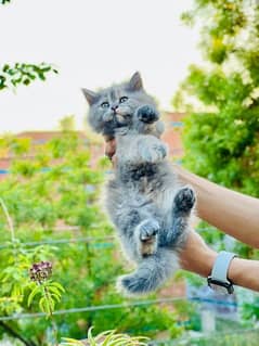 Grey unique Persian kitten