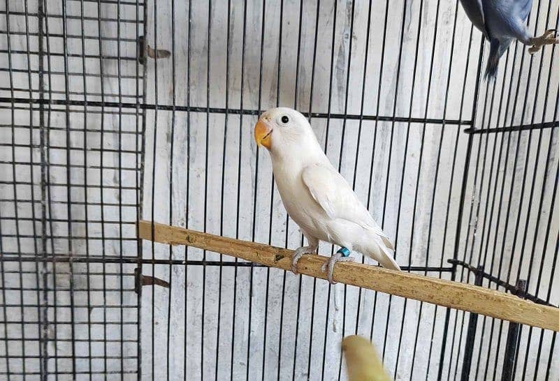 Albino Splits of Red Eyes Common Latino for sale 1