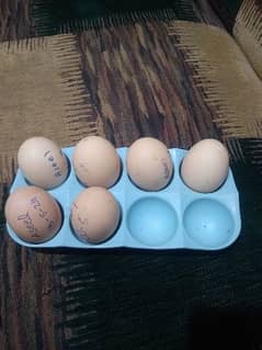 fertile Aseel hens eggs for sale