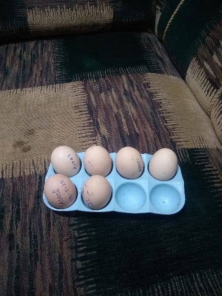 fertile Aseel hens eggs for sale 1