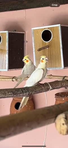 Breder pair coctail birds