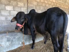 Qurbani cow | Bachra | cholistani bachry | cholistani cow | desi vacha