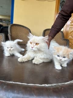 persian Male Cat with 2 kittens