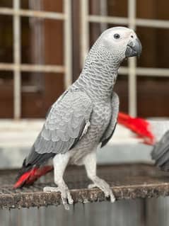 African gray parrot tamed parrot