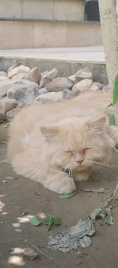 semi punch female persian breeder cat available 03176992261