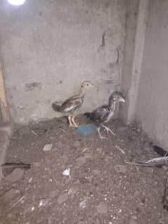 Aseel Chicks For Sale 0