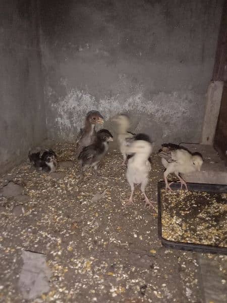 Aseel Chicks For Sale 4