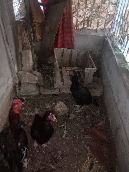 Aseel Chicks For Sale 5