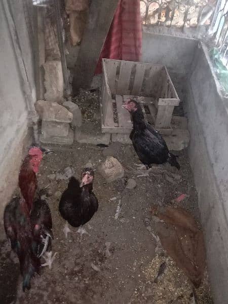 Aseel Chicks For Sale 6
