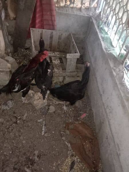 Aseel Chicks For Sale 7