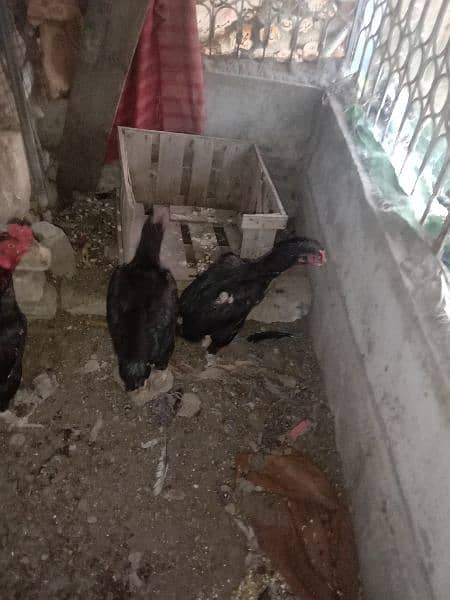 Aseel Chicks For Sale 9