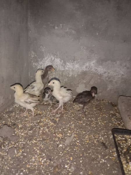 Aseel Pair For Sale 5