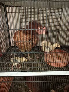 1 bengum Madi with 4 bengum chicks per chick 1200