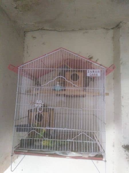 budgie for sale 1