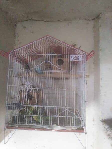 budgie for sale 2