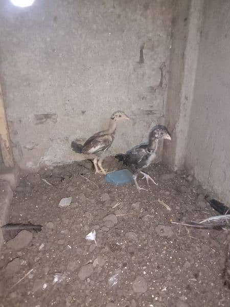 Aseel Chicks For Sale 3