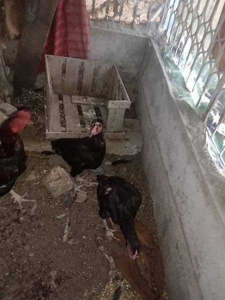 Aseel Chicks For Sale 7
