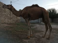 camel sell for Qurbani /contact whatsapp 03275242446