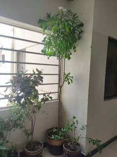 Plants for terrace or Bangalow 0