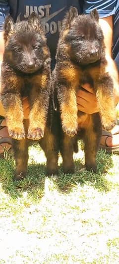 German shepherd long coat pair age 2 month for sale