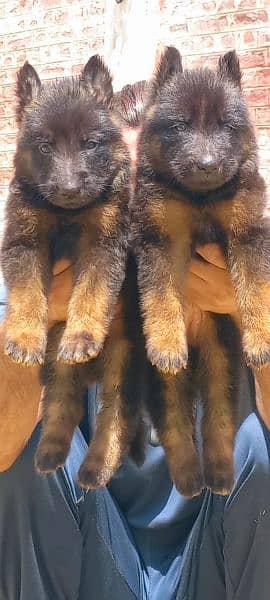 German shepherd long coat pair age 2 month for sale 1