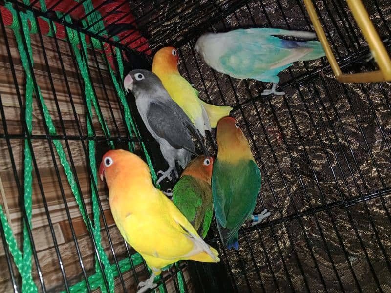 Love bird 2