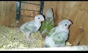 Conure chicks for sale