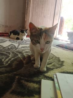 I am Uzma from gilgit I have 8 ginger cats  now I want to sale them .