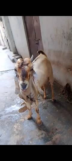 Andoo Bakra For Sale 0