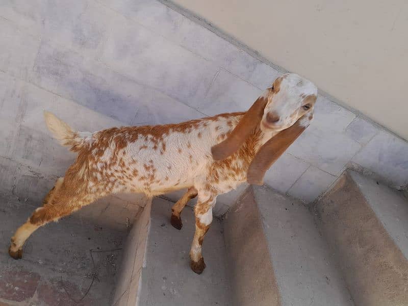 Makhi Cheni Bakri For Sale 3