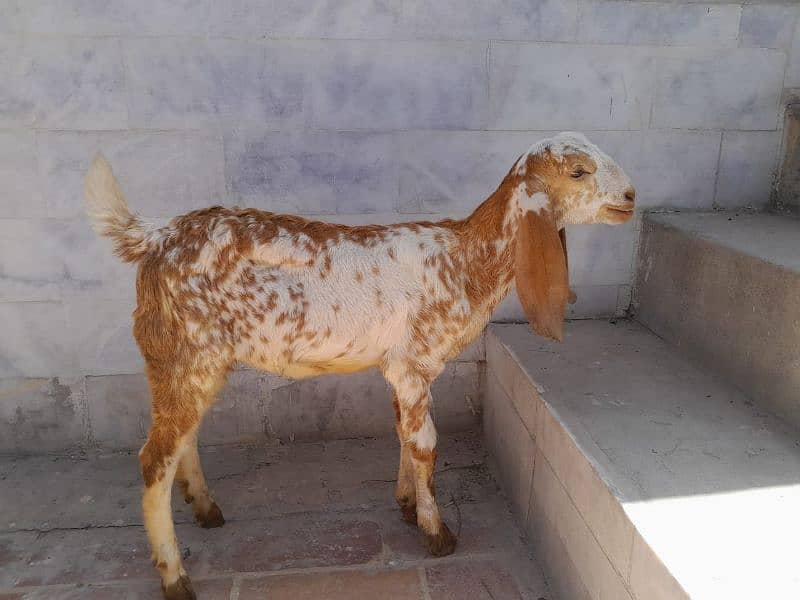 Makhi Cheni Bakri For Sale 2