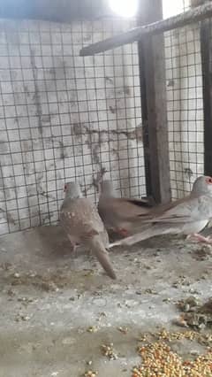 Red dove breeder pairs