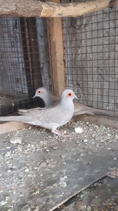 Red dove breeder pairs 0