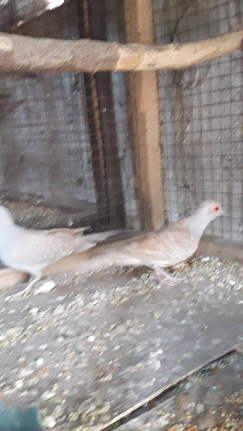 Red dove breeder pairs 2