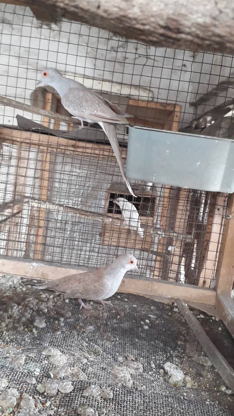 Red dove breeder pairs 5