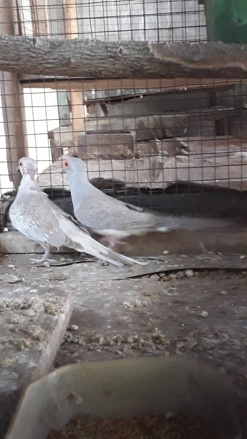 Red dove breeder pairs 7