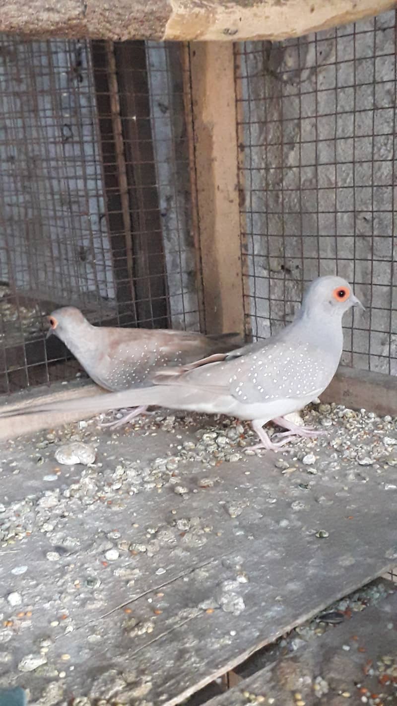 Red dove breeder pairs 8