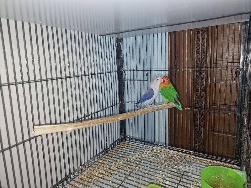 Lovebirds breeder pairs 0