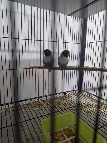 Lovebirds breeder pairs 1