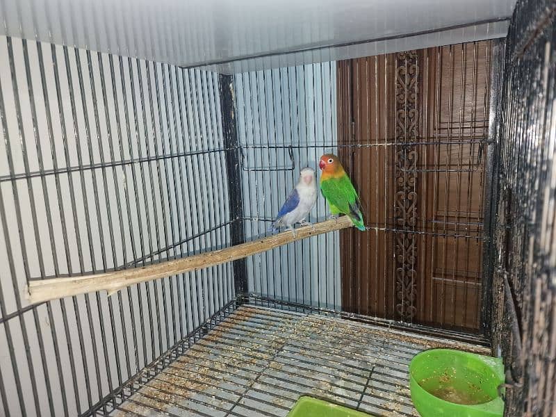 Lovebirds breeder pairs 4