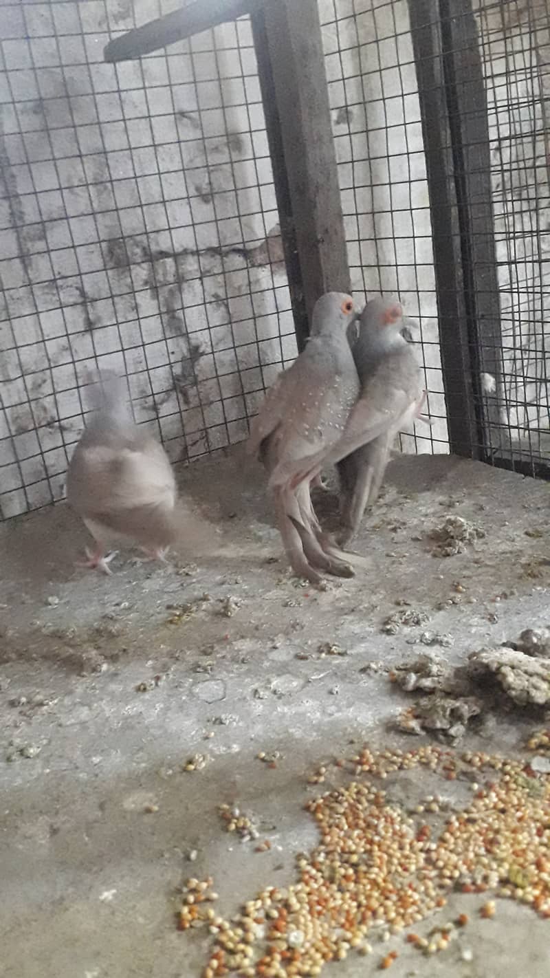 Red dove breeder pairs 11