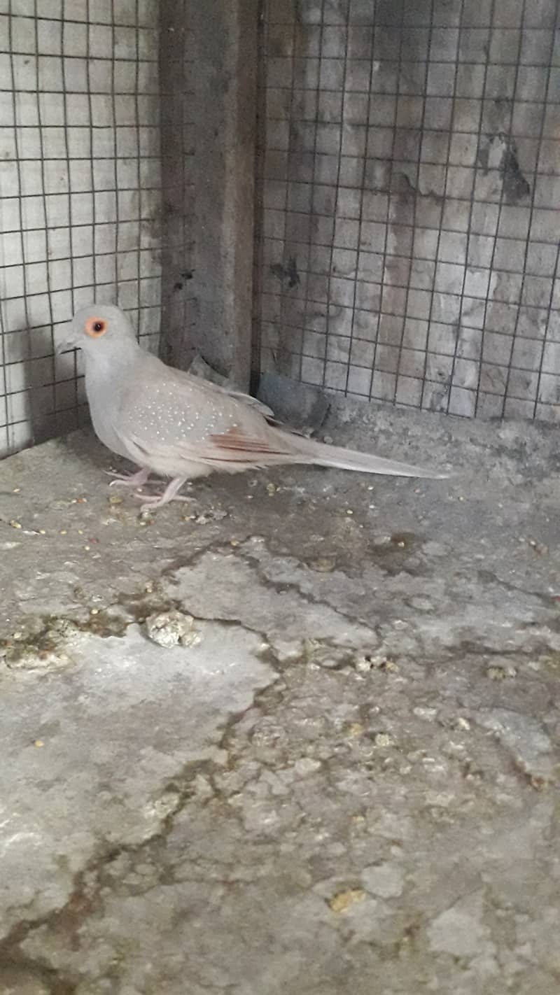 Red dove breeder pairs 12