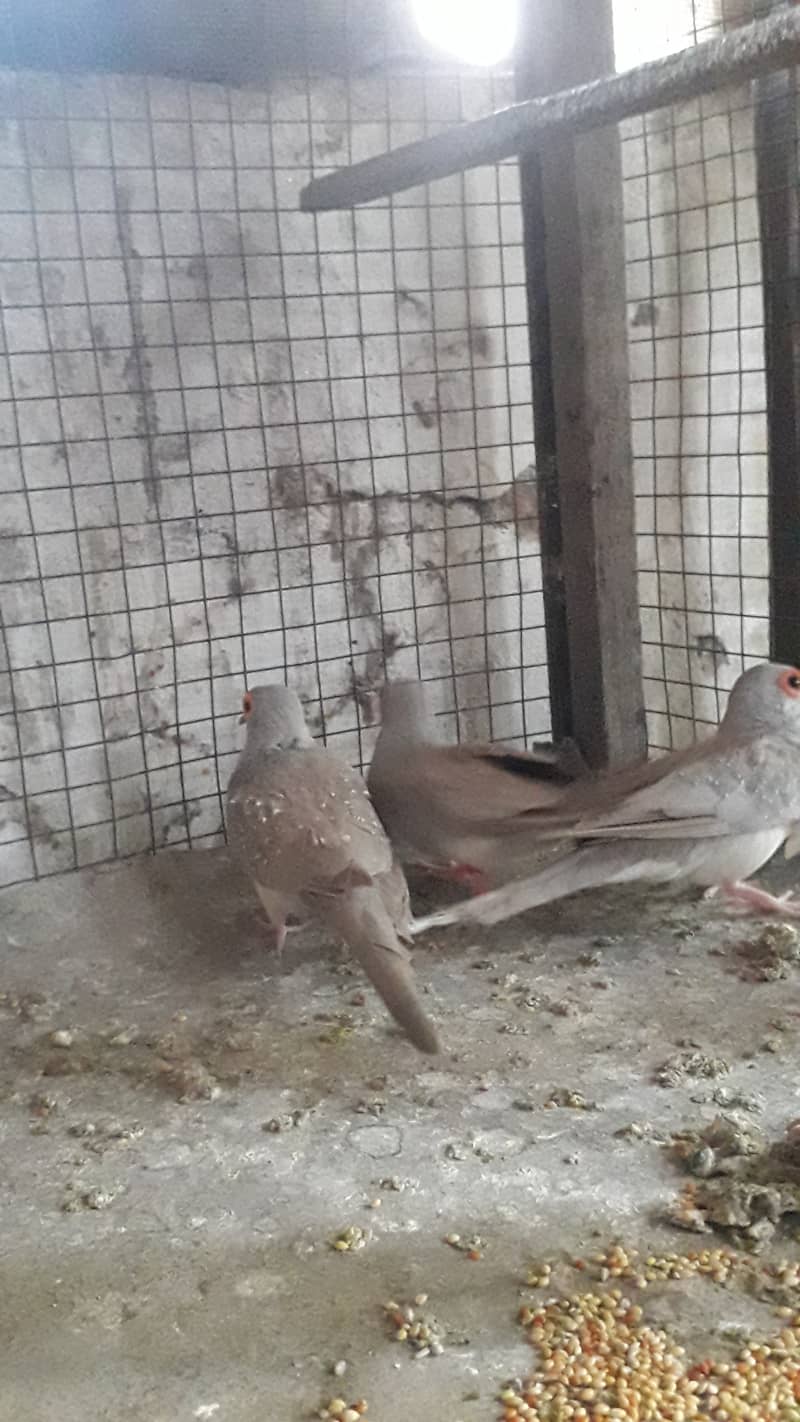 Red dove breeder pairs 14