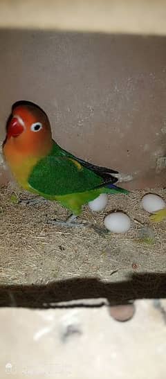 green fischer pair with eggs with box