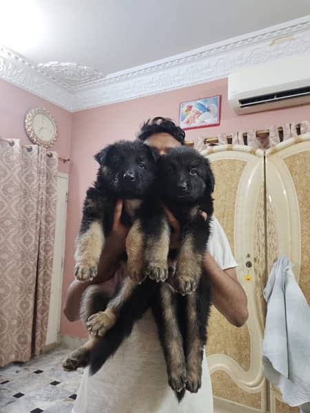 long coat puppies available 1