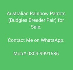 Budgies (Rainbow Colours) Pairs for Sale 0