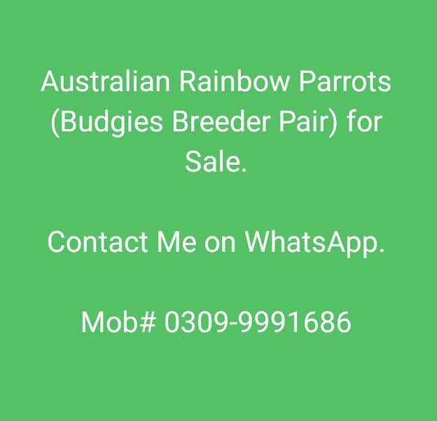 Budgies (Rainbow Colours) Pairs for Sale 0