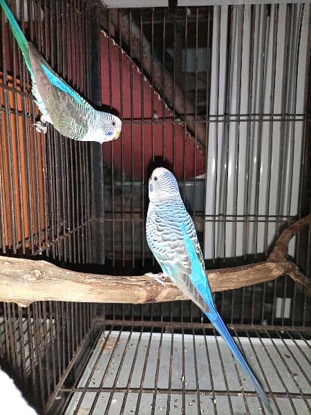 Blue,Violet,grey ,turquoise black wing pairs 3