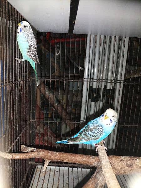 Blue,Violet,grey ,turquoise black wing pairs 7