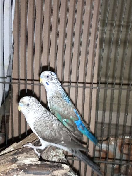 Blue,Violet,grey ,turquoise black wing pairs 9